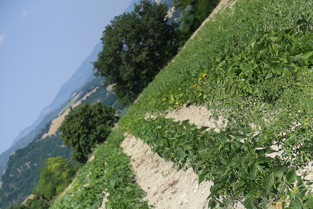 Azienda Agricola Biologica